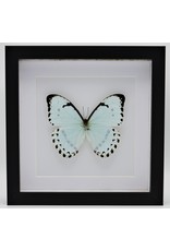 Nature Deco Morpho Catenarius in luxe 3D lijst 22 x 22cm