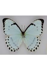 Nature Deco Morpho Catenarius in luxury 3D frame 22 x 22cm