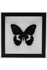 Nature Deco Papilio Gambrisius Colossus in luxe 3D lijst 22 x 22cm