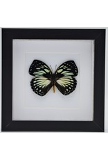 Nature Deco Charaxes Euxanthe Crossleyi in luxe 3D lijst 17 x 17cm