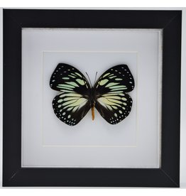 Nature Deco Charaxes Euxanthe Crossleyi in luxe 3D lijst