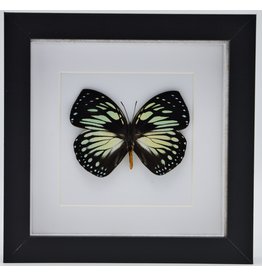 Nature Deco Charaxes Euxanthe Crossleyi in luxury 3D frame