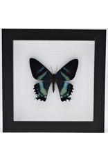 Nature Deco Alcides Oronotes in luxe 3D lijst 17 x 17cm