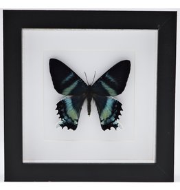 Nature Deco Alcides Oronotes in luxury 3D frame