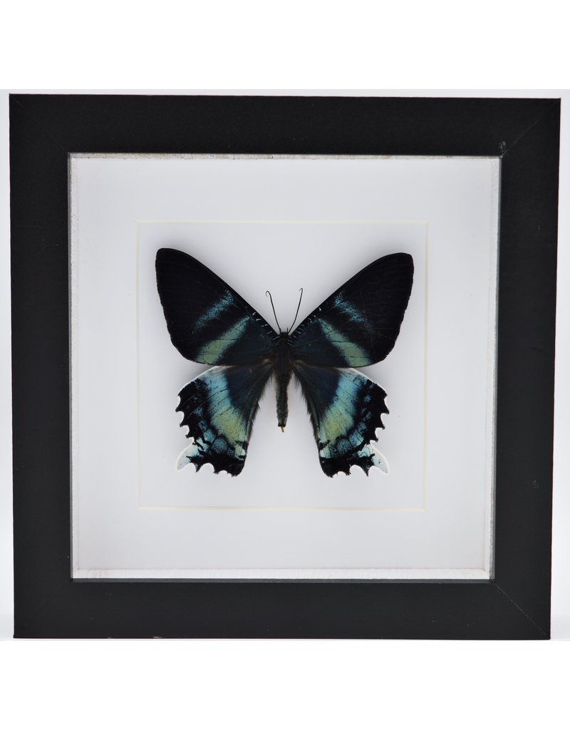 Nature Deco Alcides Oronotes in luxury 3D frame 17 x 17cm