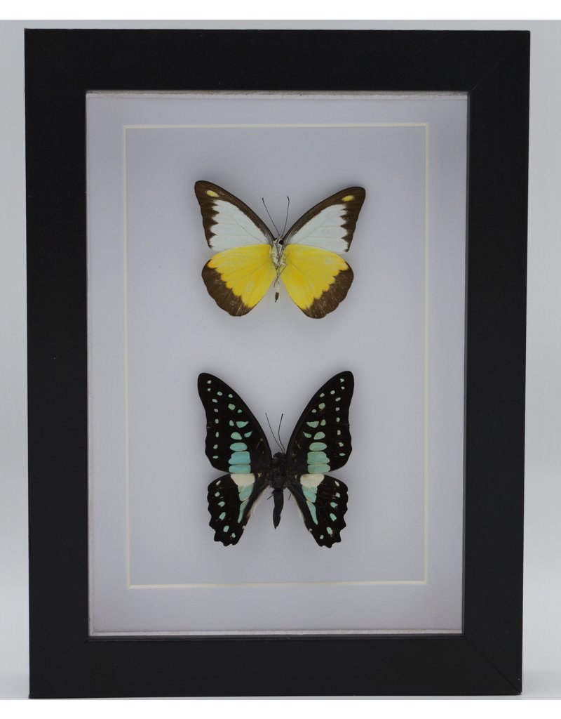 Nature Deco Appias Lyncida and Graphium Doson in luxury 3D frame 20,3 x 15,3cm