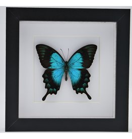 Nature Deco Papilio Lorquinianus in luxury 3D frame