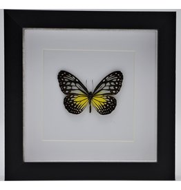 Nature Deco Parantica Aspasia in luxury 3D frame