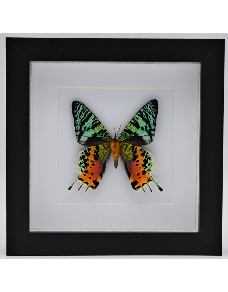 Nature Deco Urania Ripheus underside in luxury 3D frame 17 x 17cm