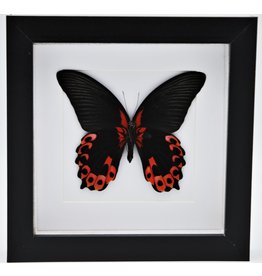 Nature Deco Papilio Rumanzovia in luxe 3D lijst