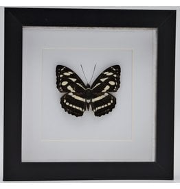 Nature Deco Athyma Nefte Subrata in luxury 3D frame