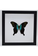 Nature Deco Papilio Peranthus Adamantius in luxe 3D lijst 22 x 22cm