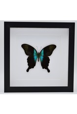 Nature Deco Papilio Peranthus Adamantius in luxury 3D frame 22 x 22cm