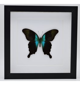 Nature Deco Papilio Peranthus Adamantius in luxe 3D lijst