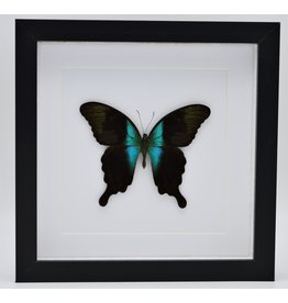 Nature Deco Papilio Peranthus Adamantius in luxury 3D frame