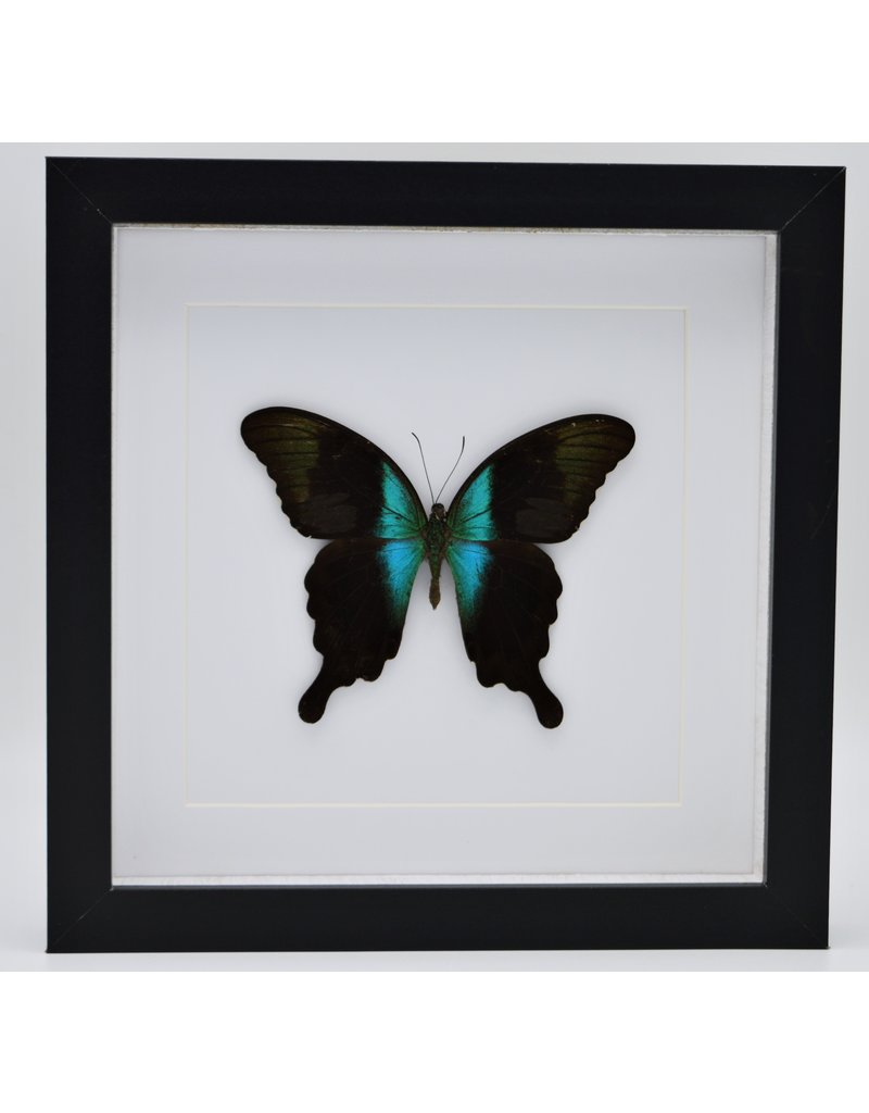 Nature Deco Papilio Peranthus Adamantius in luxury 3D frame 22 x 22cm