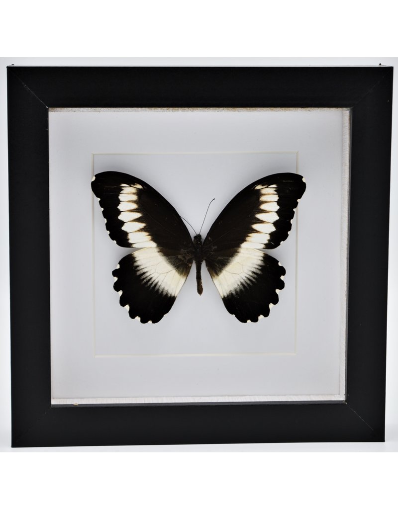 Nature Deco Papilio Mechowianus in luxury 3D frame 17 x 17cm