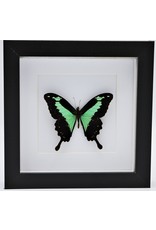 Nature Deco Papilio Phorcas in luxury 3D frame 17 x 17cm