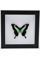 Nature Deco Papilio Phorcas in luxury 3D frame 17 x 17cm