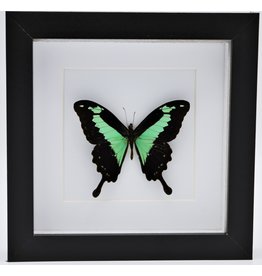 Nature Deco Papilio Phorcas in luxe 3D lijst