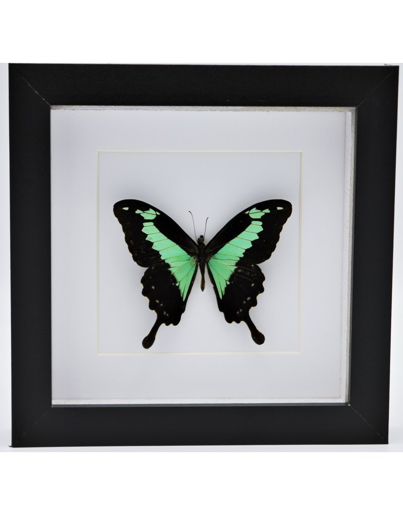 Nature Deco Papilio Phorcas in luxury 3D frame 17 x 17cm