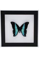 Nature Deco Papilio Bromius in luxury 3D frame 17 x 17cm