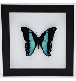 Nature Deco Papilio Bromius in luxe 3D lijst