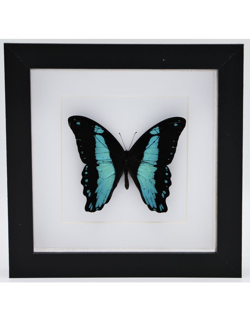 Nature Deco Papilio Bromius in luxury 3D frame 17 x 17cm