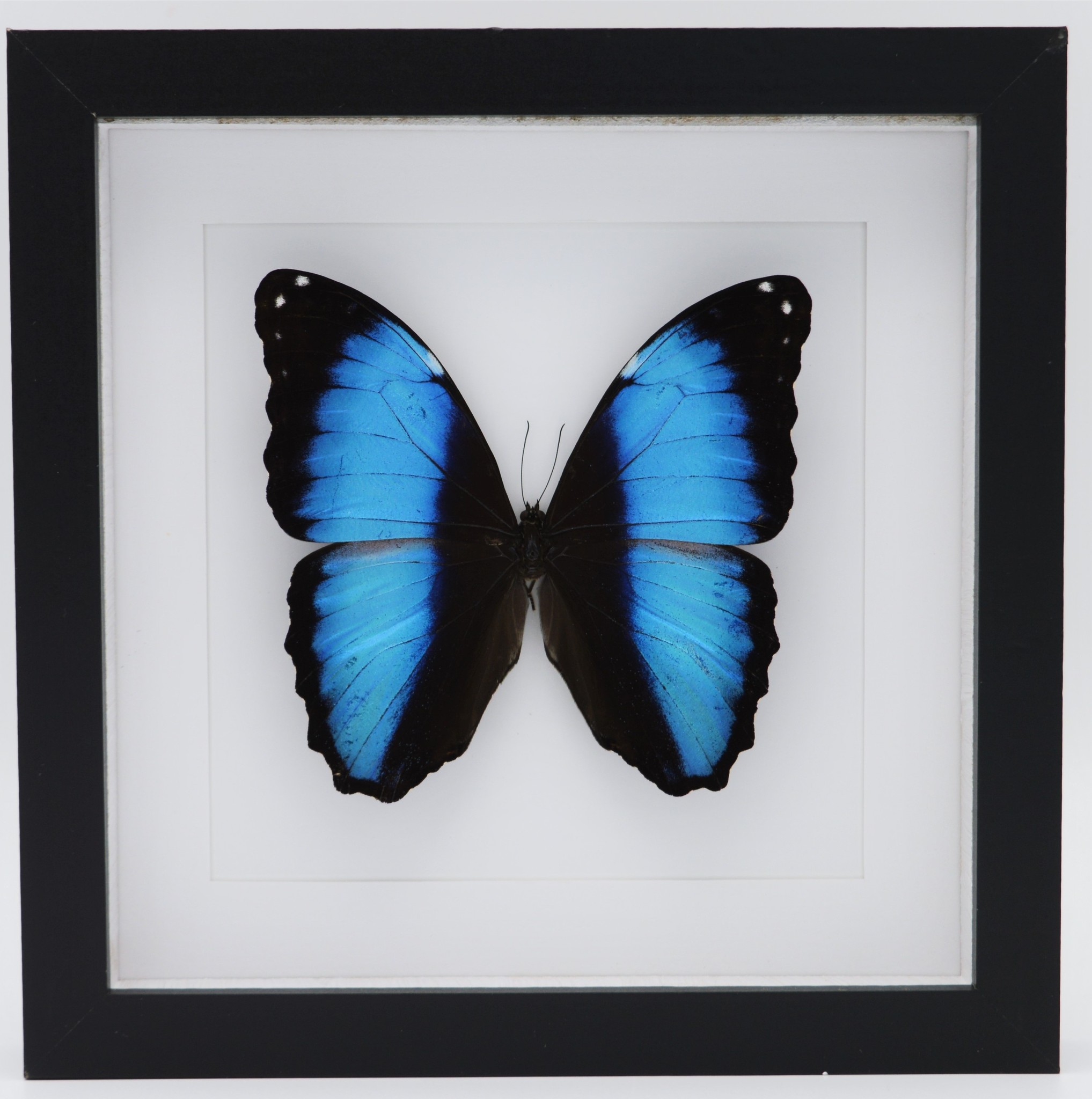 Morpho Deidamia Neoptolemus in luxury 3D frame 22 x 22cm - Nature Deco
