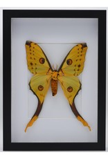 Nature Deco Argema Mittrei in luxe 3D lijst 32 x 23,5cm  (vrouw)