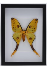 Nature Deco Argema Mittrei in luxury 3D frame 32x 23,5cm (female)