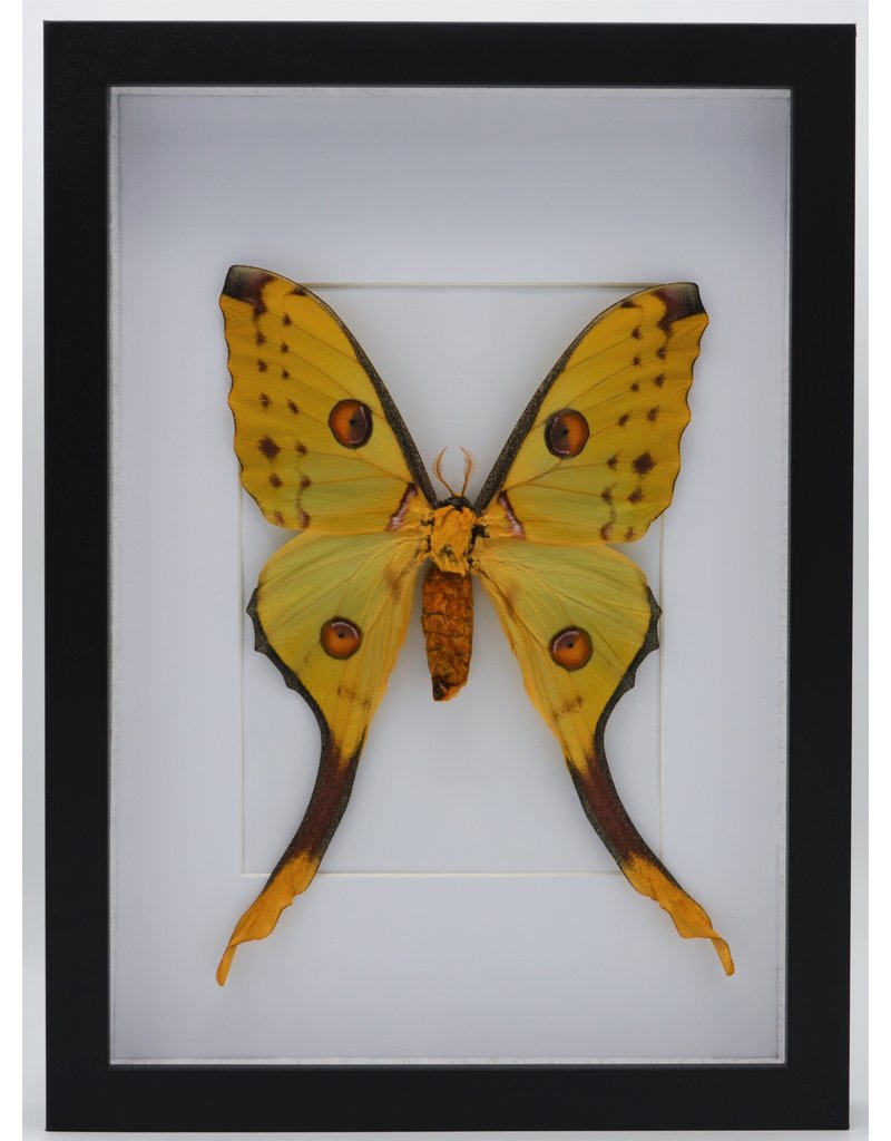 Nature Deco Argema Mittrei in luxury 3D frame 32x 23,5cm (female)