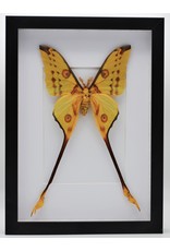 Nature Deco Argema Mittrei in luxury 3D frame 32x 23,5cm (male)