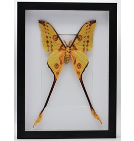 Nature Deco Argema Mittrei male in luxury 3D frame