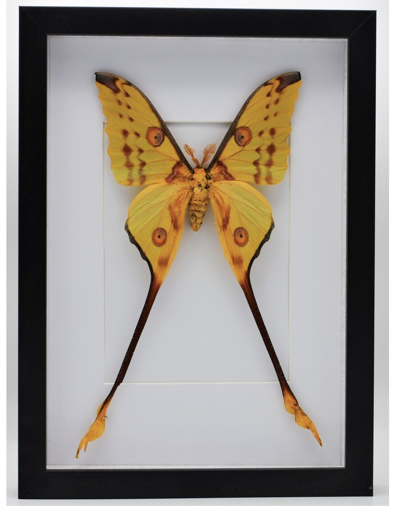 Nature Deco Argema Mittrei in luxury 3D frame 32x 23,5cm (male)