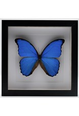 Nature Deco Morpho Didius in luxury 3D frame