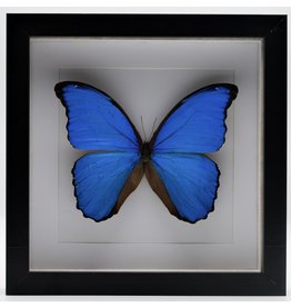 Nature Deco Morpho Didius in luxe 3D lijst