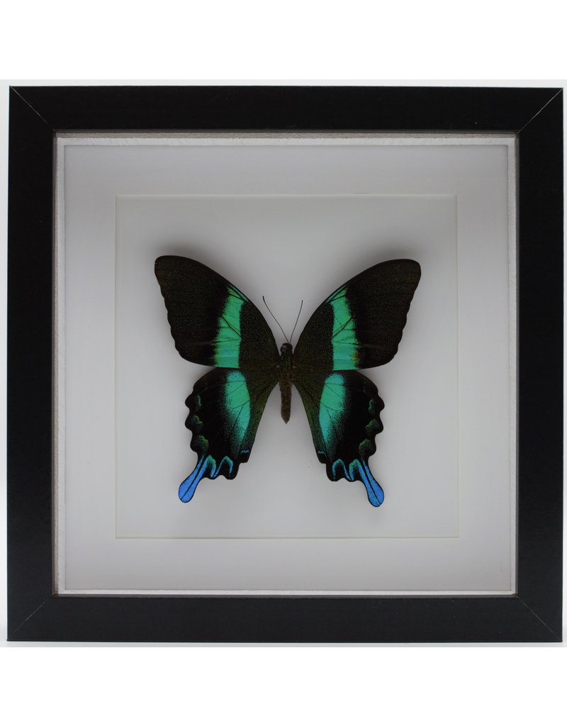 Nature Deco Papilio Blumei in luxury 3D frame 22x 22cm
