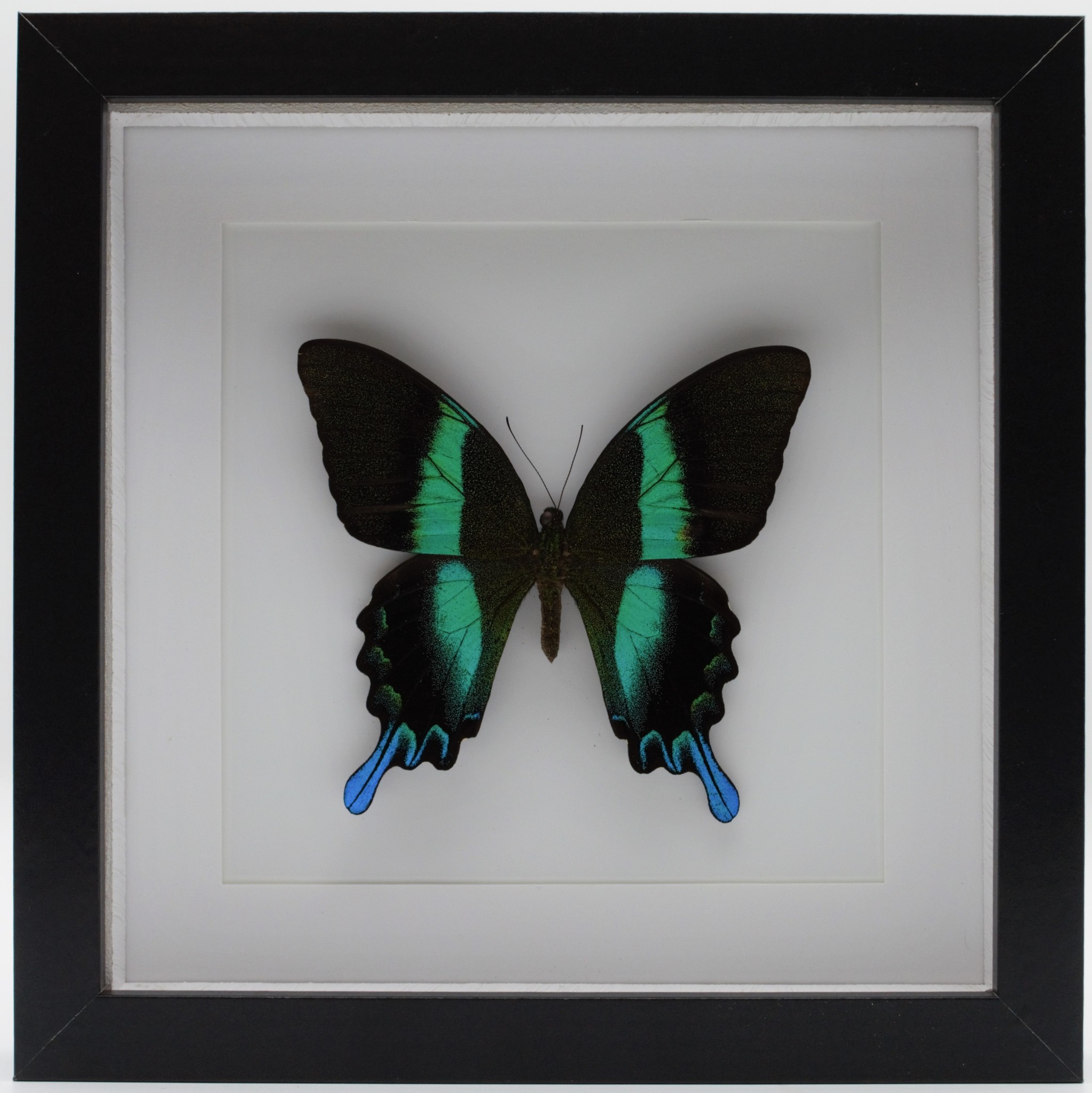 Butterfly Papilio blumei Black Frame 20x20x5cm - Bits and Bugs main image 1