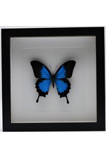 Nature Deco Papilio Ulysess in luxe 3D lijst 22 x 22cm