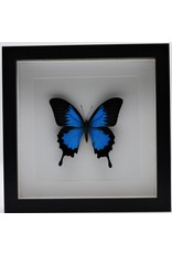 Nature Deco Papilio Ulysses in luxury 3D frame 22x 22cm