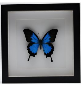Nature Deco Papilio Ulysses in luxury 3D frame