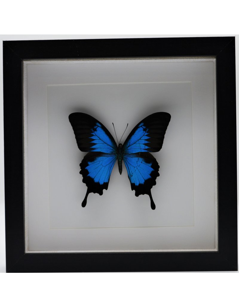 Nature Deco Papilio Ulysses in luxe 3D lijst 22 x 22cm