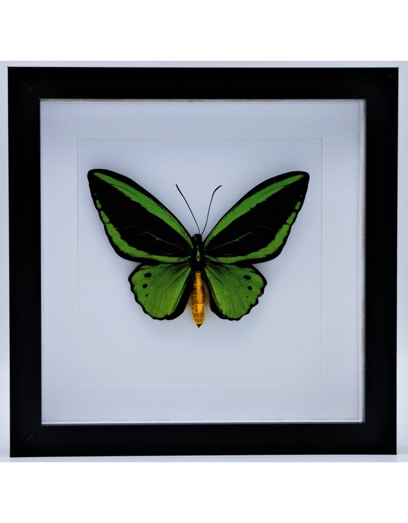 Nature Deco Ornithoptera Priamus Poseidon (male) in luxury 3D frame 22 x 22cm