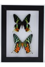 Nature Deco Urania Ripheus double in luxury 3D frame 20,3 x 15,3cm