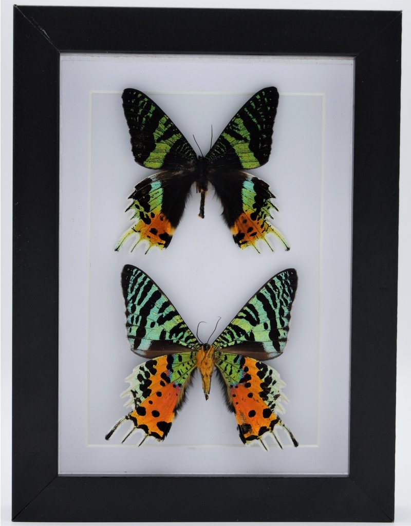 Nature Deco Urania Ripheus double in luxury 3D frame 20,3 x 15,3cm