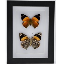 Nature Deco Smyrna Blomfildia dubbel in luxe 3D lijst