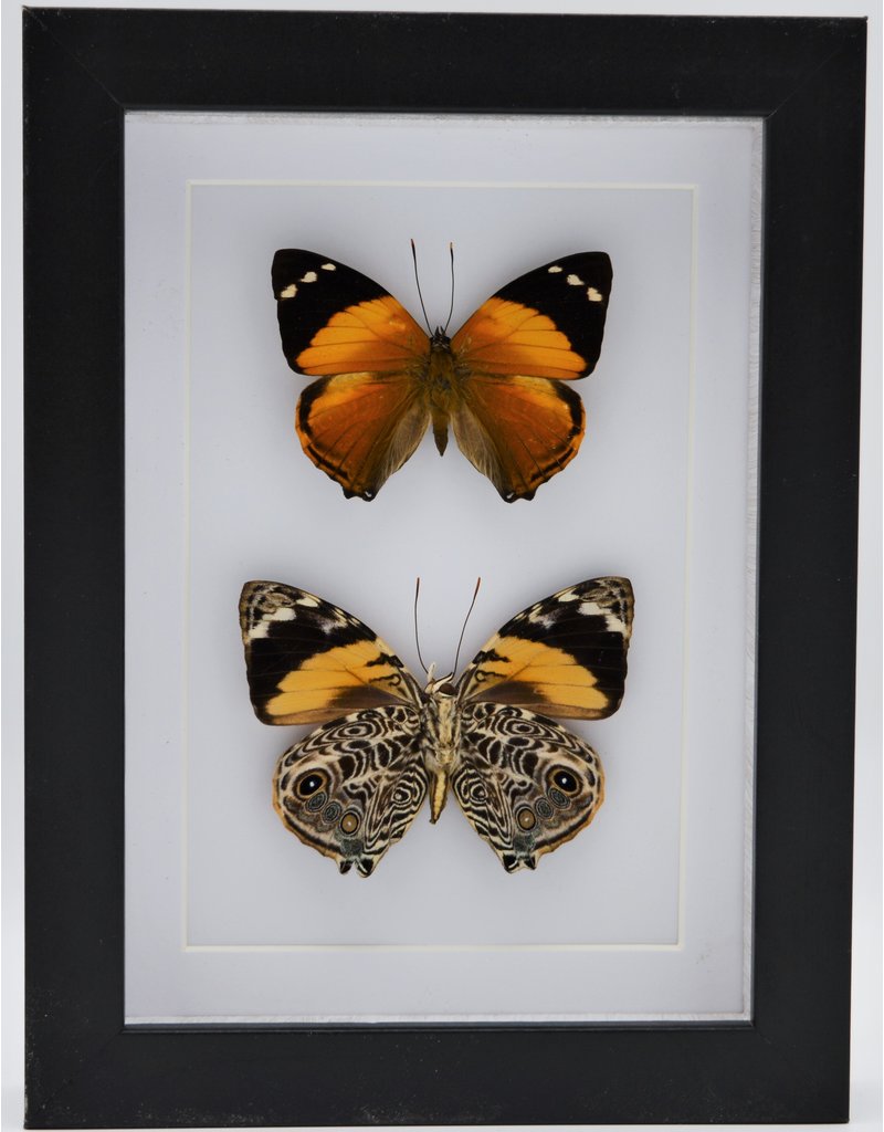 Nature Deco Smyrna Blomfildia double in luxury 3D frame 20,3 x 15,3cm