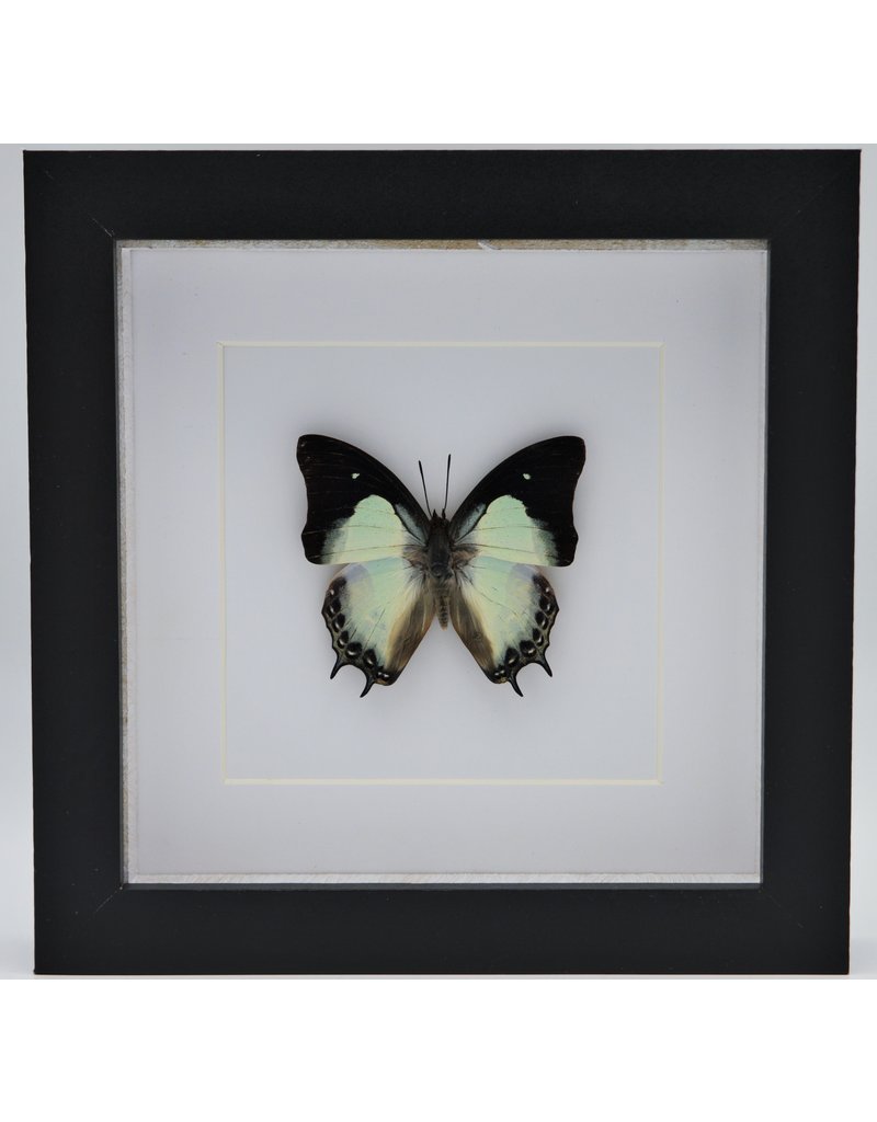 Nature Deco Polyura Moori in luxury 3D frame 17 x 17cm