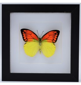 Nature Deco Hebomoia Leucippe in luxury 3D frame